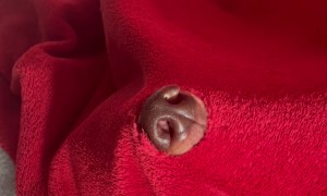 Dachshund Discovers a Way to Breath Under the Blanket