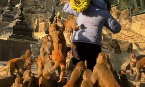 Feeding Hungry Monkeys Bananas