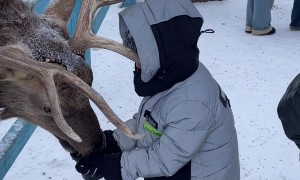 Boy's Jacket Gets Hooked on Reindeer's Antlers