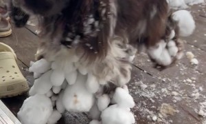 Spaniel Legs Coated In Snowballs
