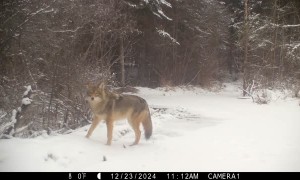 Coyote Zoomies Captured on Trail Cam