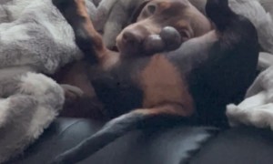 Silly Sausage Dogs Nap Together