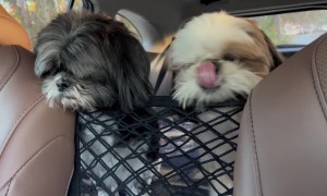 Shih Tzu Smushes Face Through Mesh Barrier for Treat