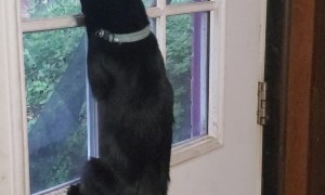 Curious Kitty Welcome Party