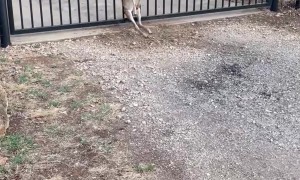 Couple Work To Save Fawn Rubbed Raw By Gate