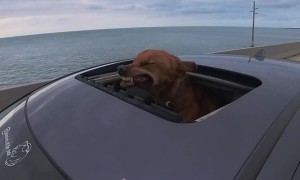 Dog Enjoys the Air on 7-Mile Bridge
