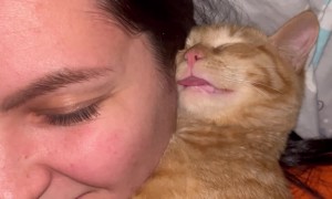 Cat Sleeps with Tongue Out