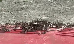 Nightmare Fuel As Spiders Infest Old Tractor