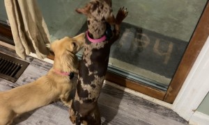 Pup Gets Late Night Munchies Like A Moth To A Flame