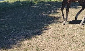 Horsing Around with a Ball