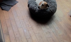 Dog Tugs Occupied Bed Outside