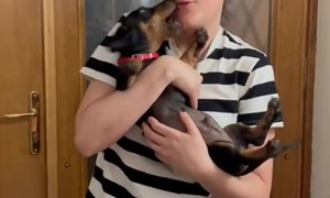 Miniature Dachshund Puppy Surprise Gift