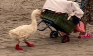 Duck In Boots Follows Owner On Beach