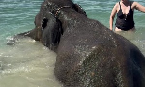 Elephants Bathe in the Sea With Humans