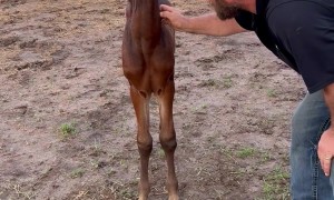Horse Baby Loves Chewing A Hat