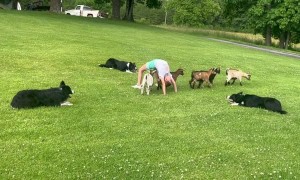 Goat Herding Trick