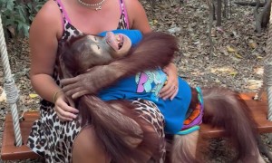 Gentle Orangutan Kisses