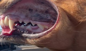 Airing Out Jowls Through Sunroof