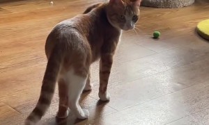 Kitty Playing Fetch