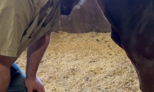 Teaching A Foal To Hug