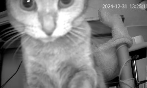 Canadian Cat Bats Camera Around