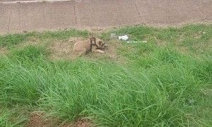 Family Pup Rolls Off Trail