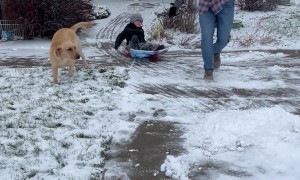 Pup Wants To Sled Too