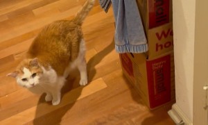 Cat Helps Sing Feliz Navi-Meow