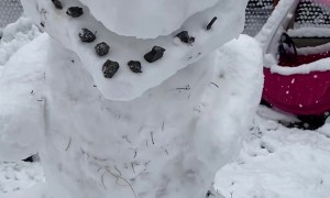 Dinosaur Snowman
