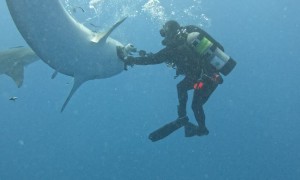 Tiger Shark Wants Bite Of Diver's Camera