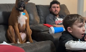 Boxer Dog Confused by Boy's Actions
