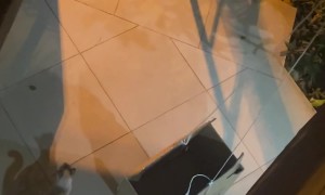 Cardboard Cat Elevator