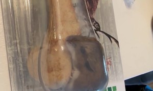 Live Mouse Found in Sealed Package