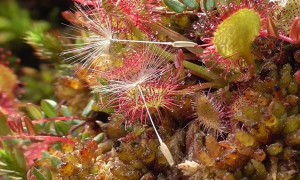 Round-leaved Sundew Catches Fies