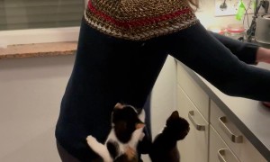 Kittens Cry Like Mandrakes For Food