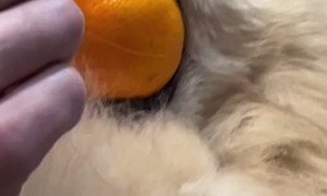 If Ball Shaped Why Not Ball