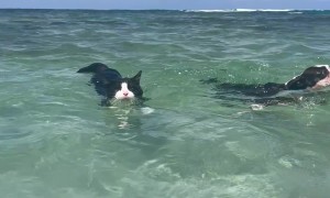 Weird Lookin' Sea Creatures.