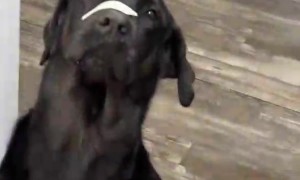 My Dogs Cheese Face.