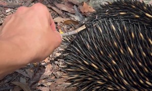Huge Leech Pulled Off Echidna