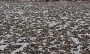 Emu's Head Stuck In Bag