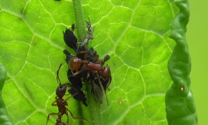 Ants Tending Aphids