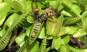 Venus Flytrap Catches Yellow Jackets