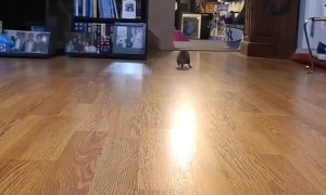 Speedy Hedgehog Scurries Across Slippery Floor