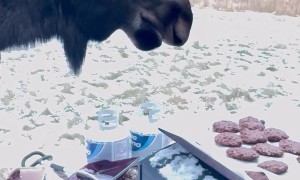 Moose Steals Freshly Baked Cookies