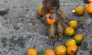 Feeding Oranges to Wild Monkeys