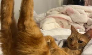 Orange Cat Unlocks New Juno Pose