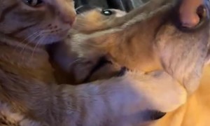 Cat Loves His Dog