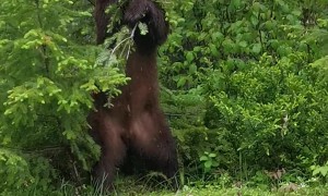 Black Bear Scratches Itch With Tree