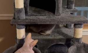 Raccoon Upset At Hairless Cat