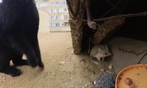 Brave Hedgehog Takes RC Cat Food